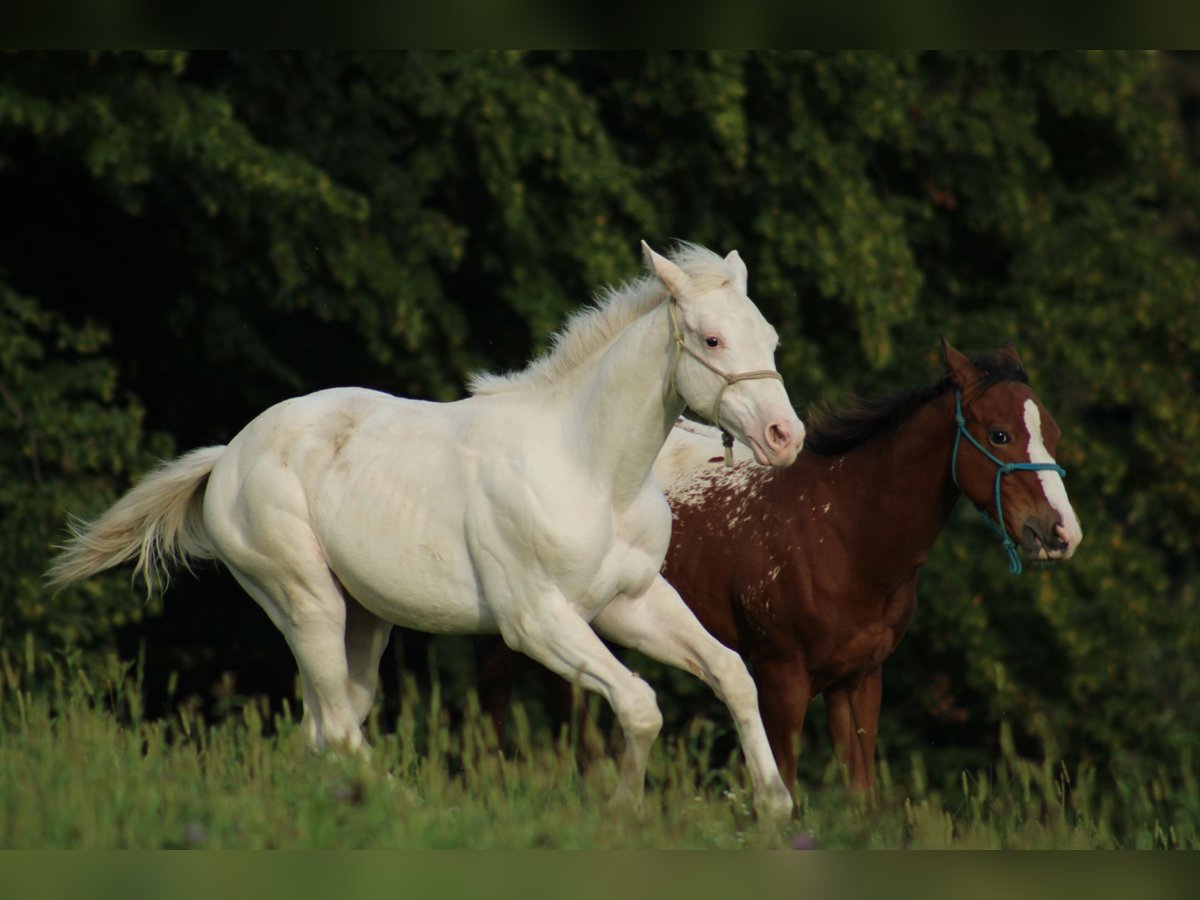 Appaloosa Mare Foal (04/2025) 15,2 hh in Globoko
