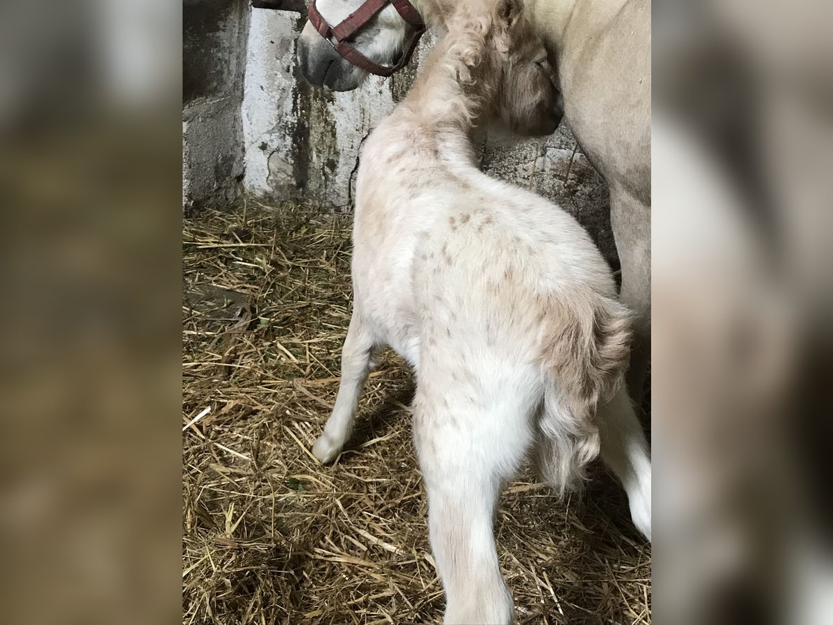 Appaloosa Mix Mare Foal (04/2024) 9,2 hh Leopard-Piebald in Wschowa