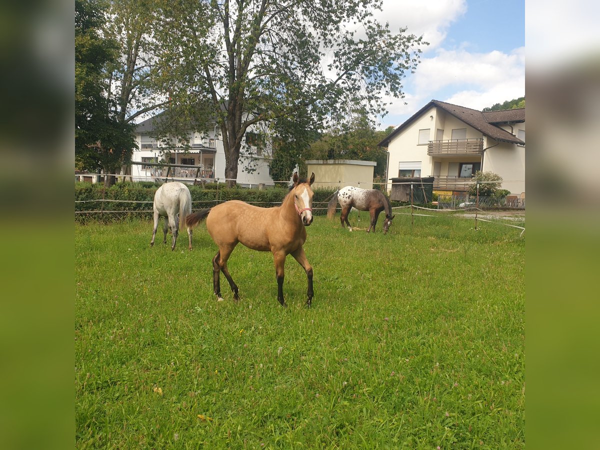 Appaloosa Mare Foal (04/2025) Buckskin in D&#xF6;rzbach