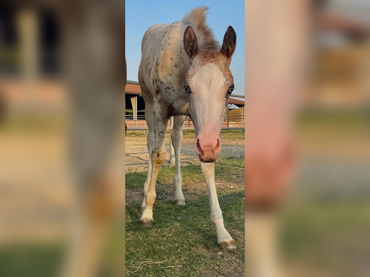 Appaloosa Mare Foal (04/2025) Leopard-Piebald in Cremona
