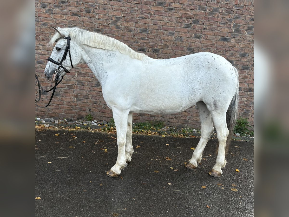 Appaloosa Merrie 11 Jaar 145 cm Vliegenschimmel in Niederkassel