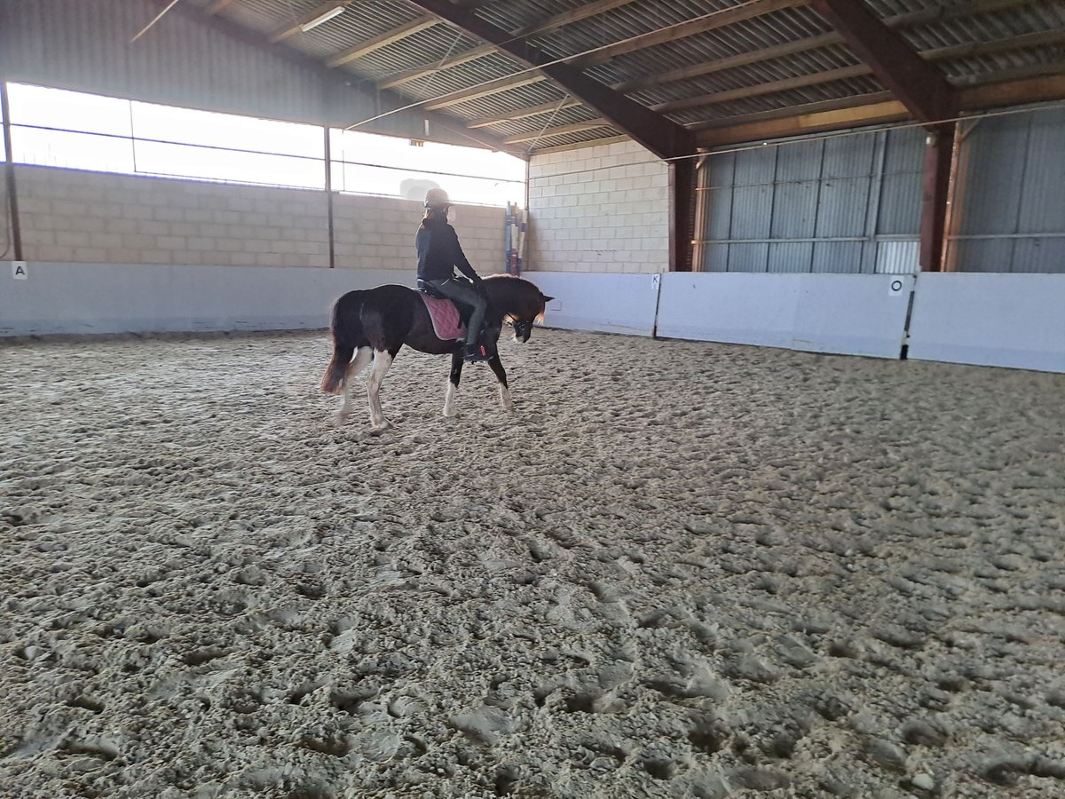 Appaloosa Merrie 13 Jaar 133 cm Tobiano-alle-kleuren in Schapen