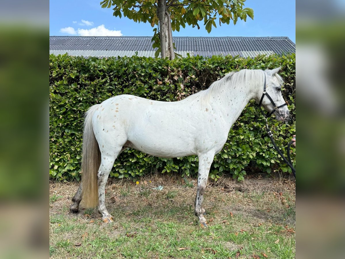 Appaloosa Merrie 14 Jaar 110 cm Appaloosa in GROTE-BROGEL