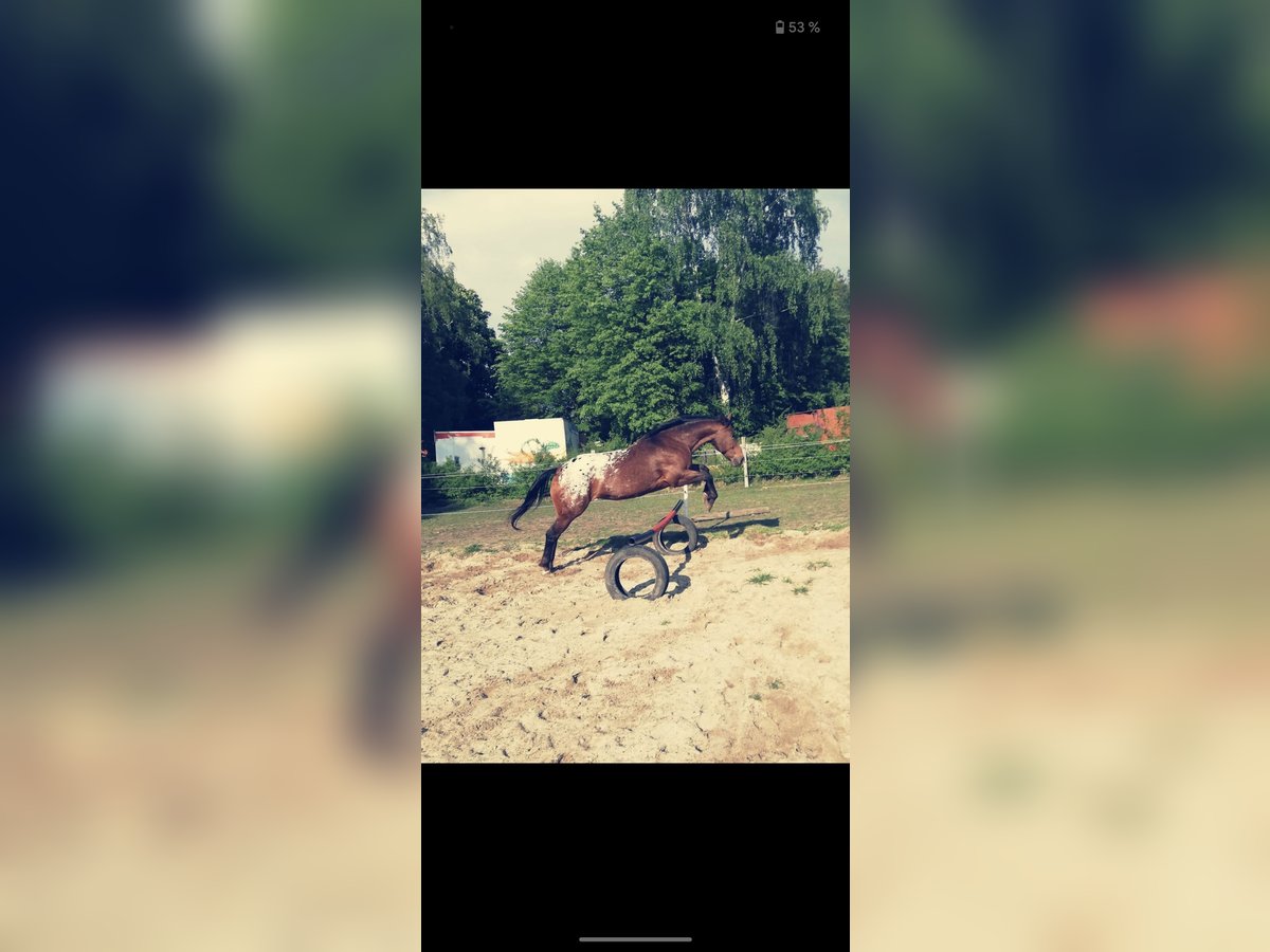 Appaloosa Merrie 18 Jaar 150 cm in L&#xFC;bbow