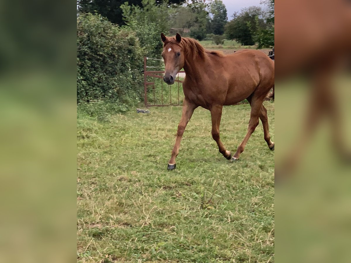 Appaloosa Merrie 1 Jaar 140 cm Vos in Malafretaz