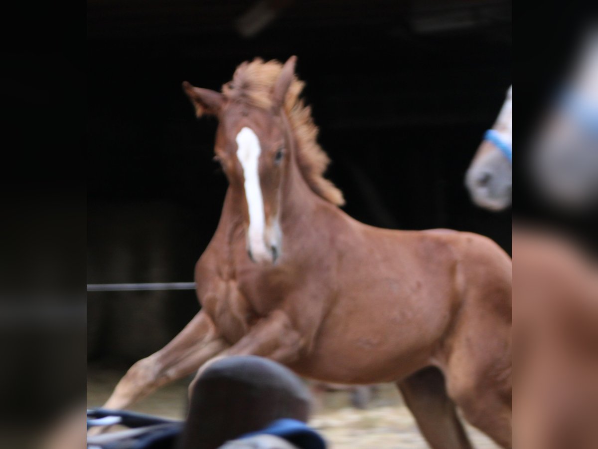 Appaloosa Mix Merrie 1 Jaar 156 cm Roan-Bay in Gemmerich