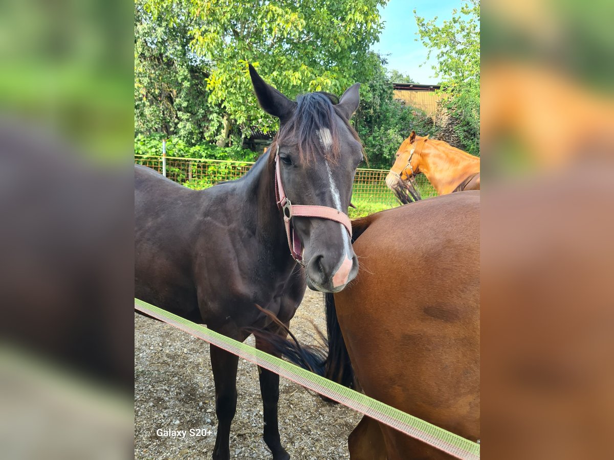 Appaloosa Mix Merrie 1 Jaar Zwart in 5166 Perwang am Grabensee