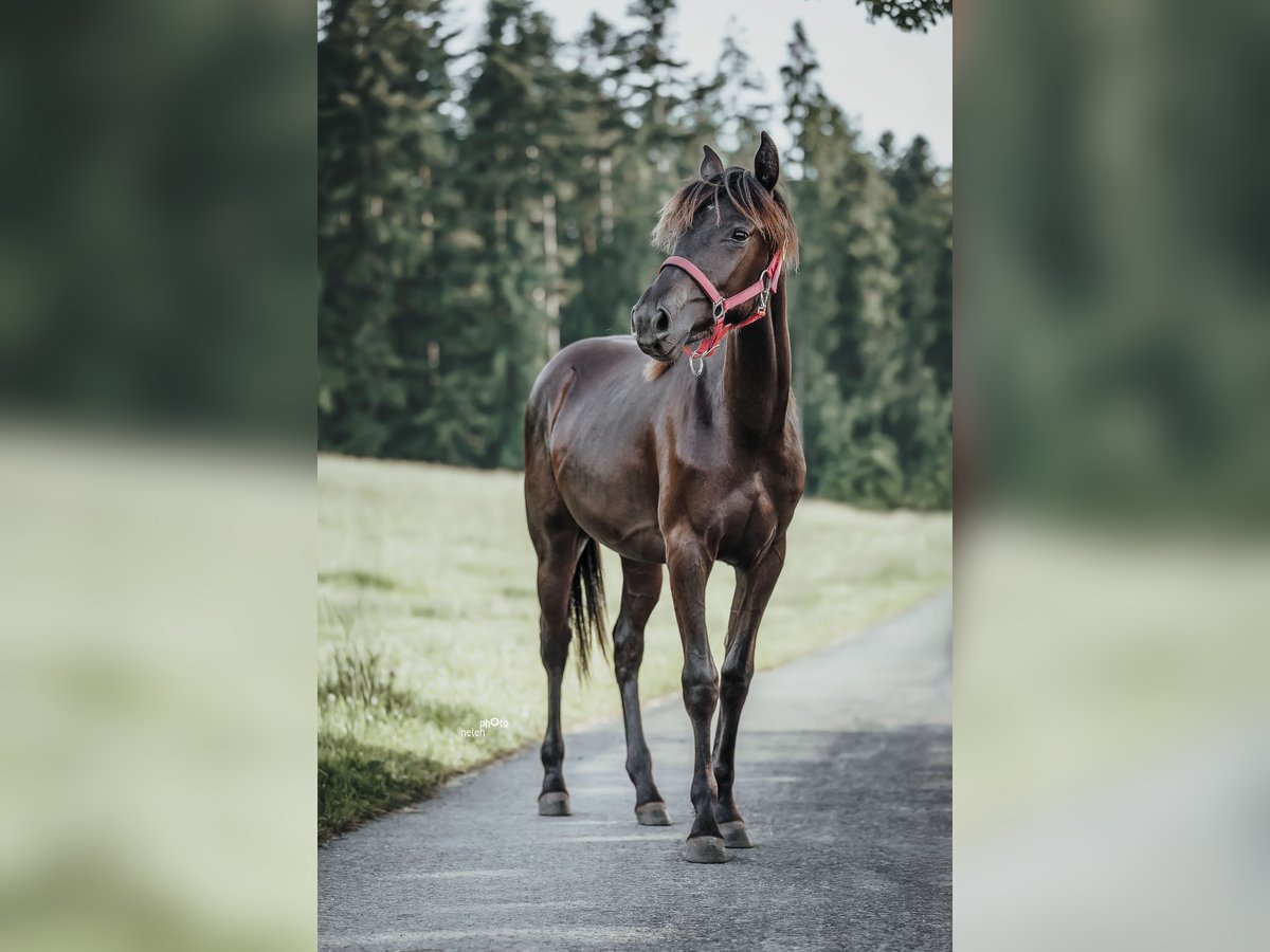 Appaloosa Merrie 1 Jaar Zwartbruin in Sch&#xFC;pfheim