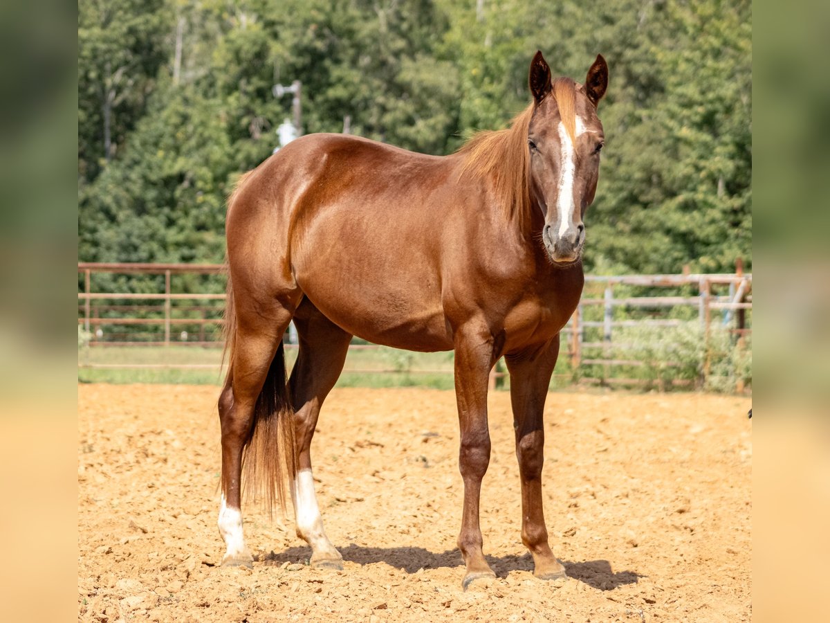 Appaloosa Merrie 2 Jaar 142 cm Roodvos in Doddridge