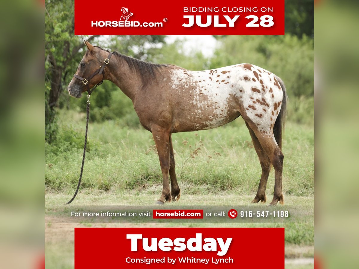 Appaloosa Merrie 2 Jaar 145 cm Roodbruin in Loving