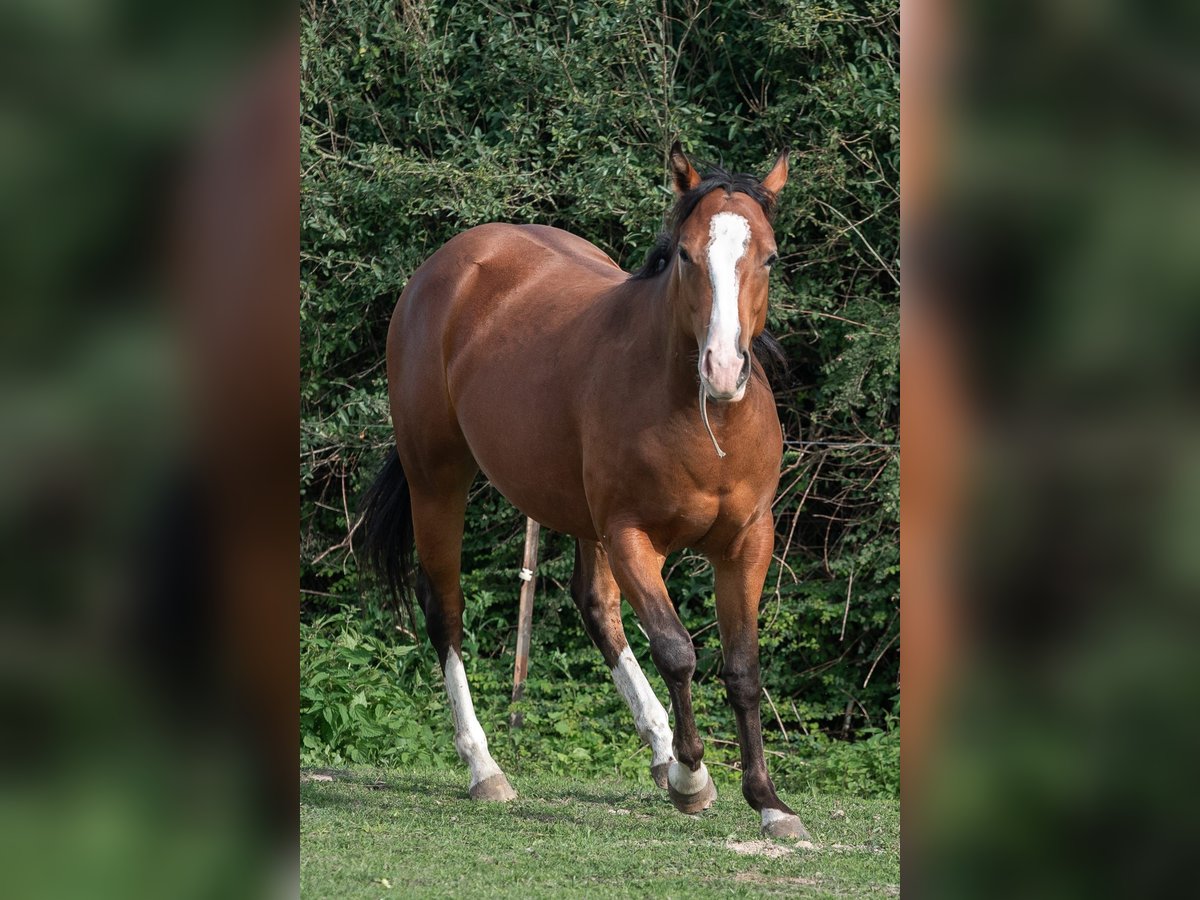 Appaloosa Merrie 2 Jaar 160 cm Bruin in Jerichow