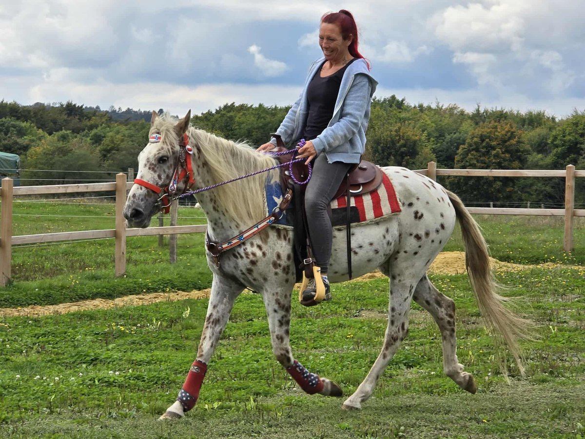 Appaloosa Mix Merrie 3 Jaar 150 cm Appaloosa in Linkenbach