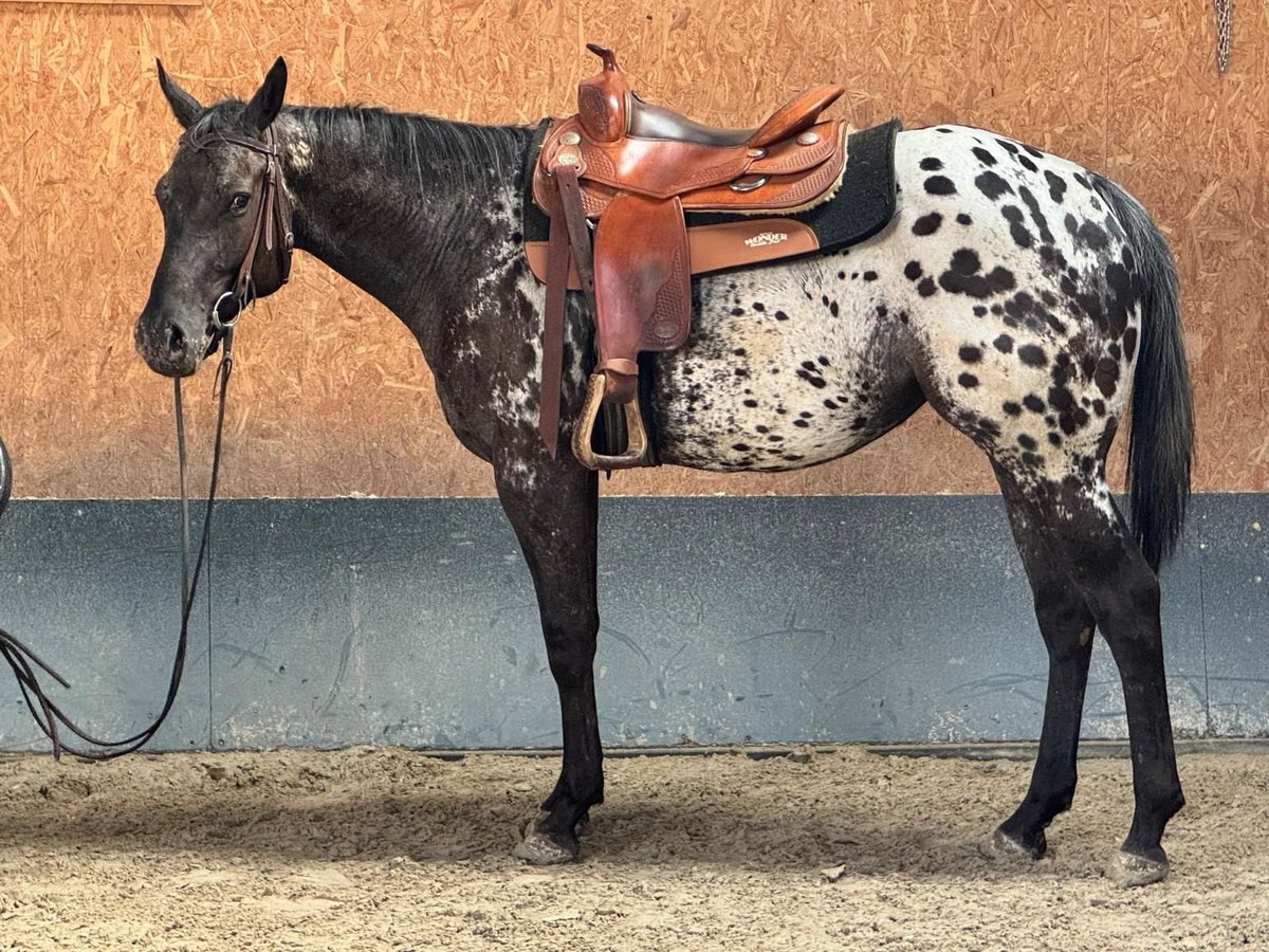 Appaloosa Merrie 3 Jaar 156 cm in Stadthagen