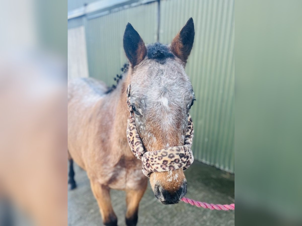 Appaloosa Merrie 4 Jaar 128 cm Roan-Red in Sligo