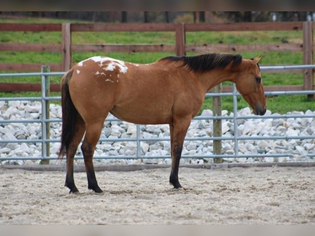 Appaloosa Merrie 4 Jaar 142 cm Falbe in Alpharetta