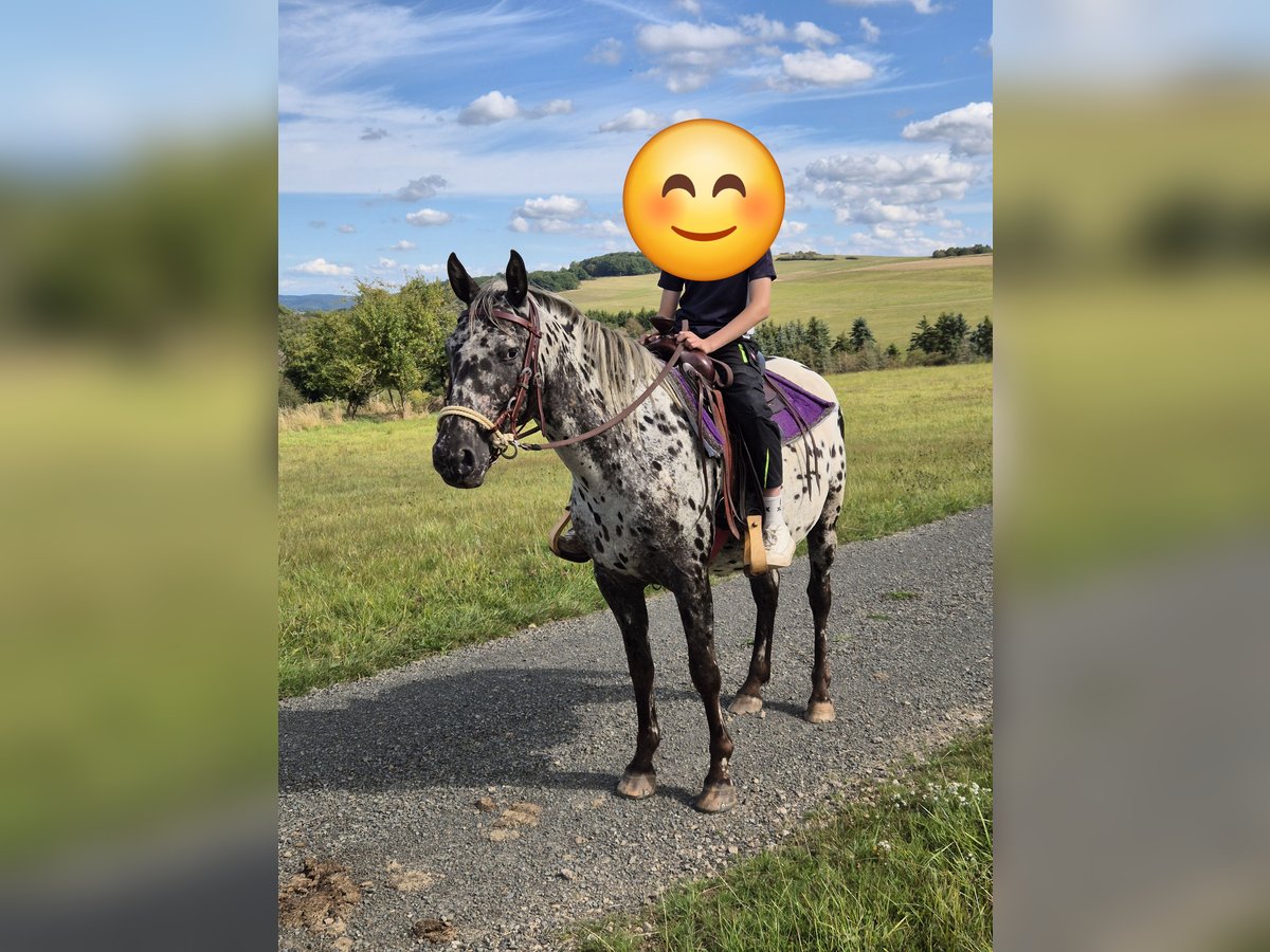 Appaloosa Merrie 4 Jaar 150 cm Appaloosa in Blankenheim