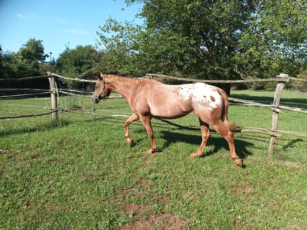 Appaloosa Merrie 4 Jaar 153 cm Donkere-vos in Komen