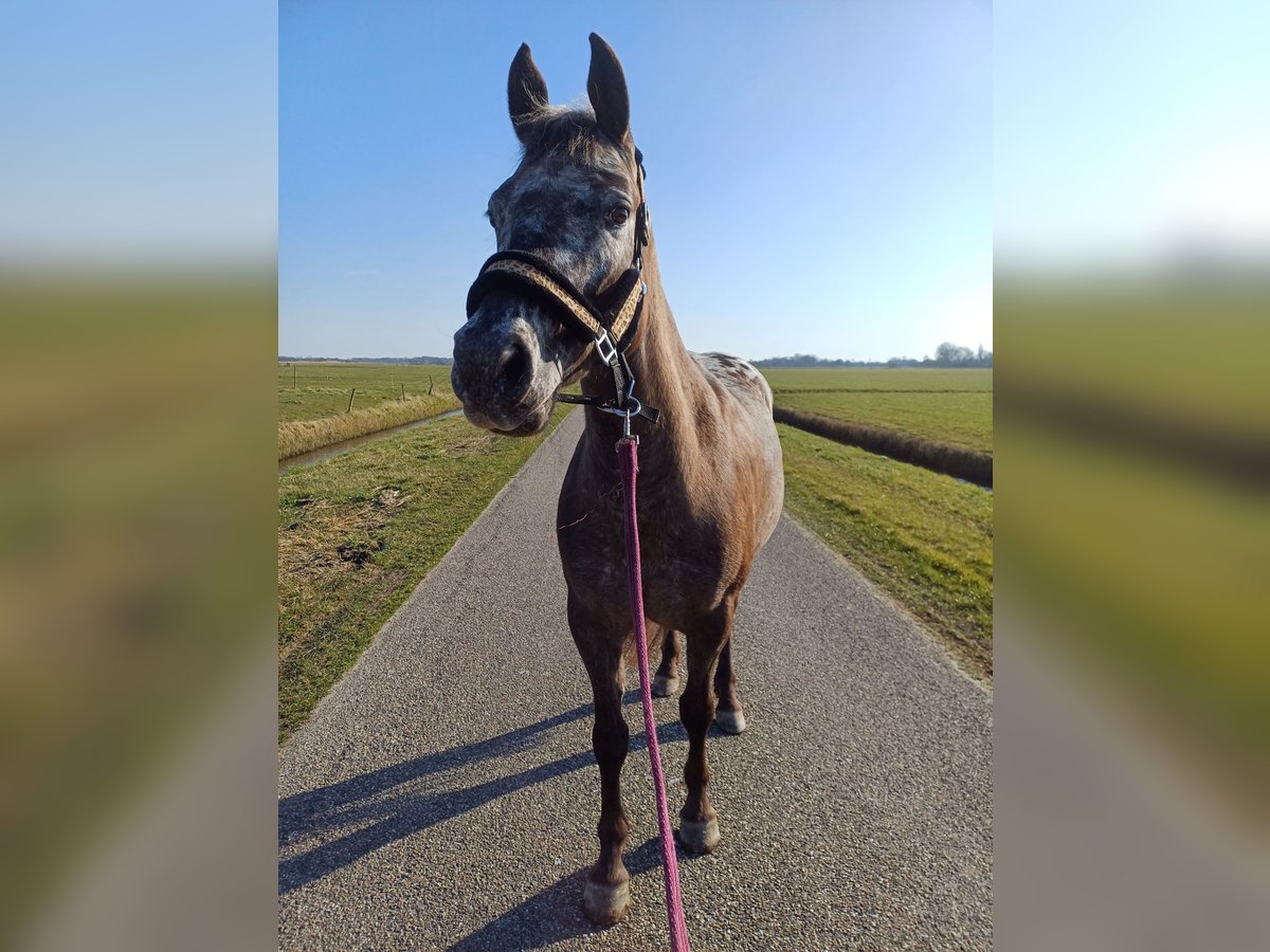 Appaloosa Merrie 5 Jaar 150 cm Appaloosa in Dokkum