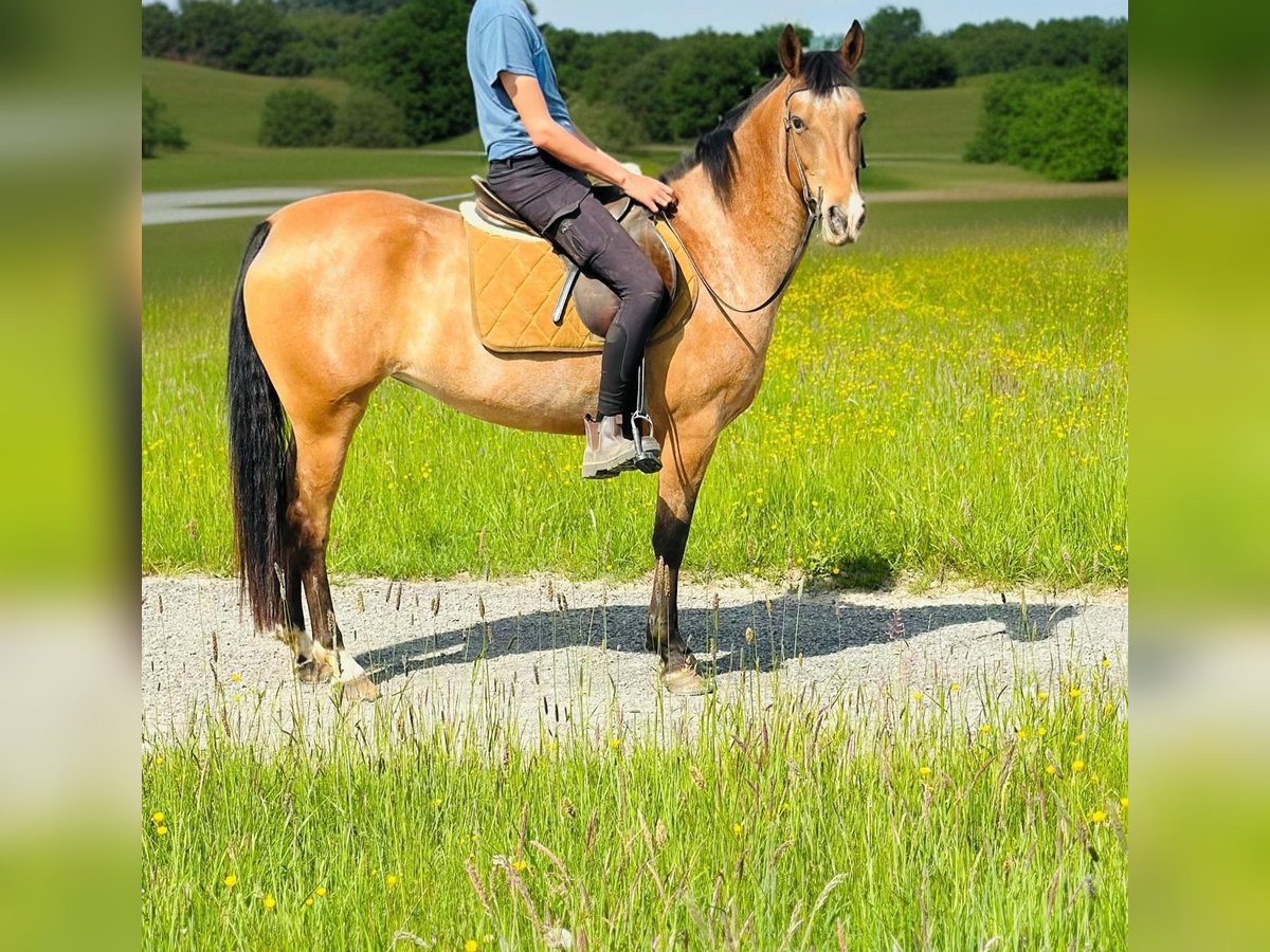Appaloosa Merrie 5 Jaar 155 cm Roan-Bay in Bad M&#xFC;nstereifel