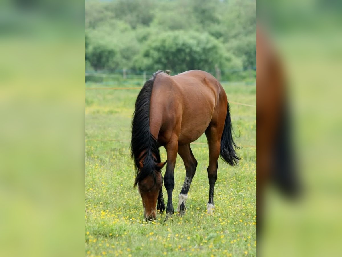 Appaloosa Merrie 5 Jaar 158 cm Bruin in Staré Sedlo - Darmyšl