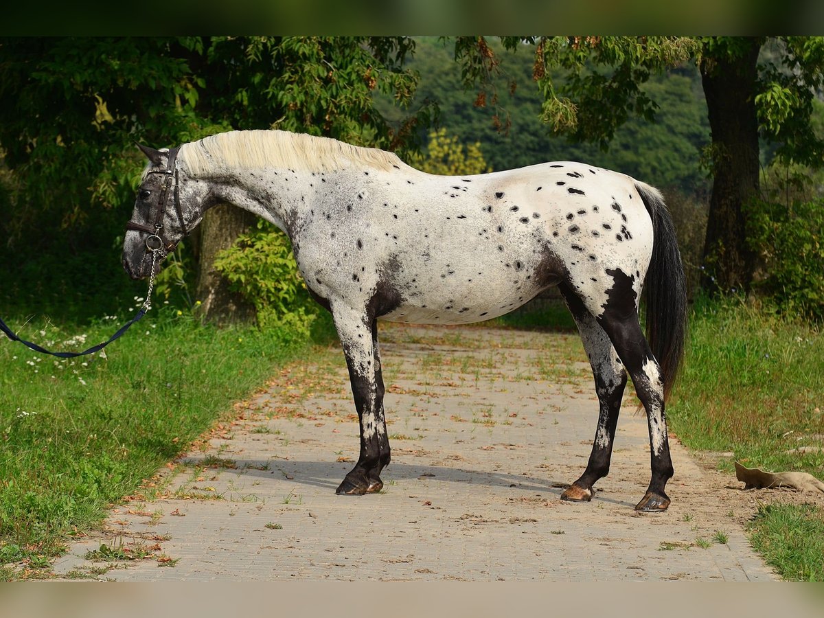 Appaloosa Merrie 5 Jaar 162 cm Appaloosa in Iwno