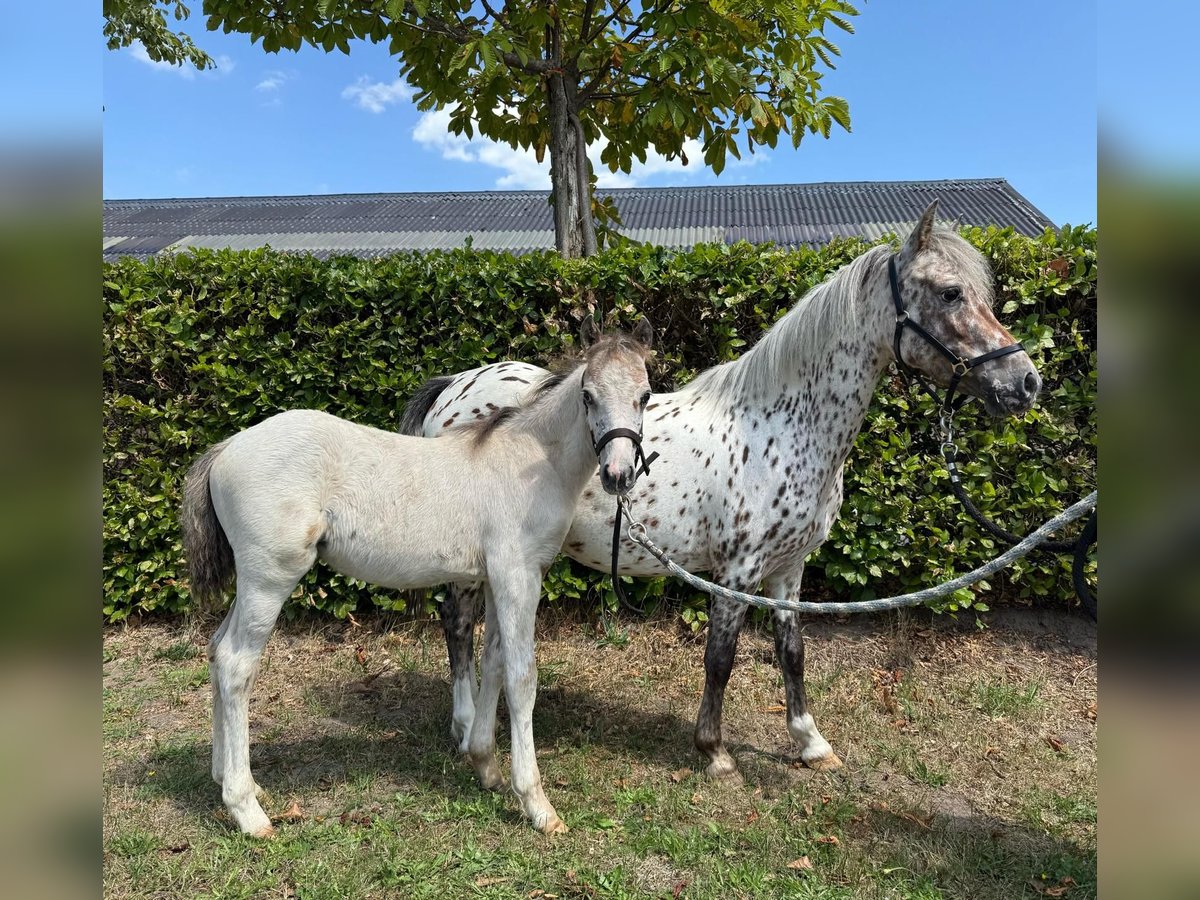 Appaloosa Merrie 6 Jaar 113 cm Appaloosa in GROTE-BROGEL