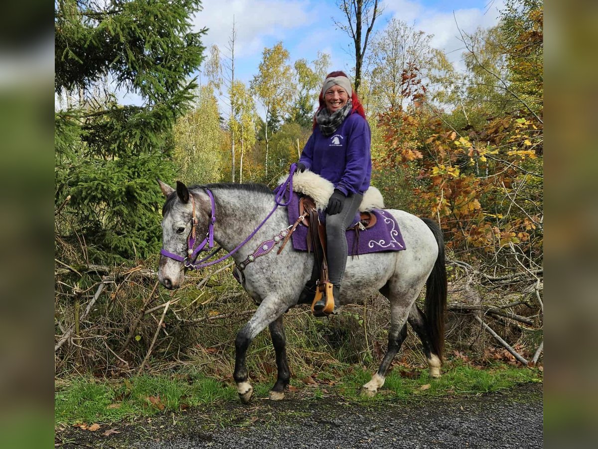 Appaloosa Merrie 6 Jaar 145 cm Appaloosa in Linkenbach