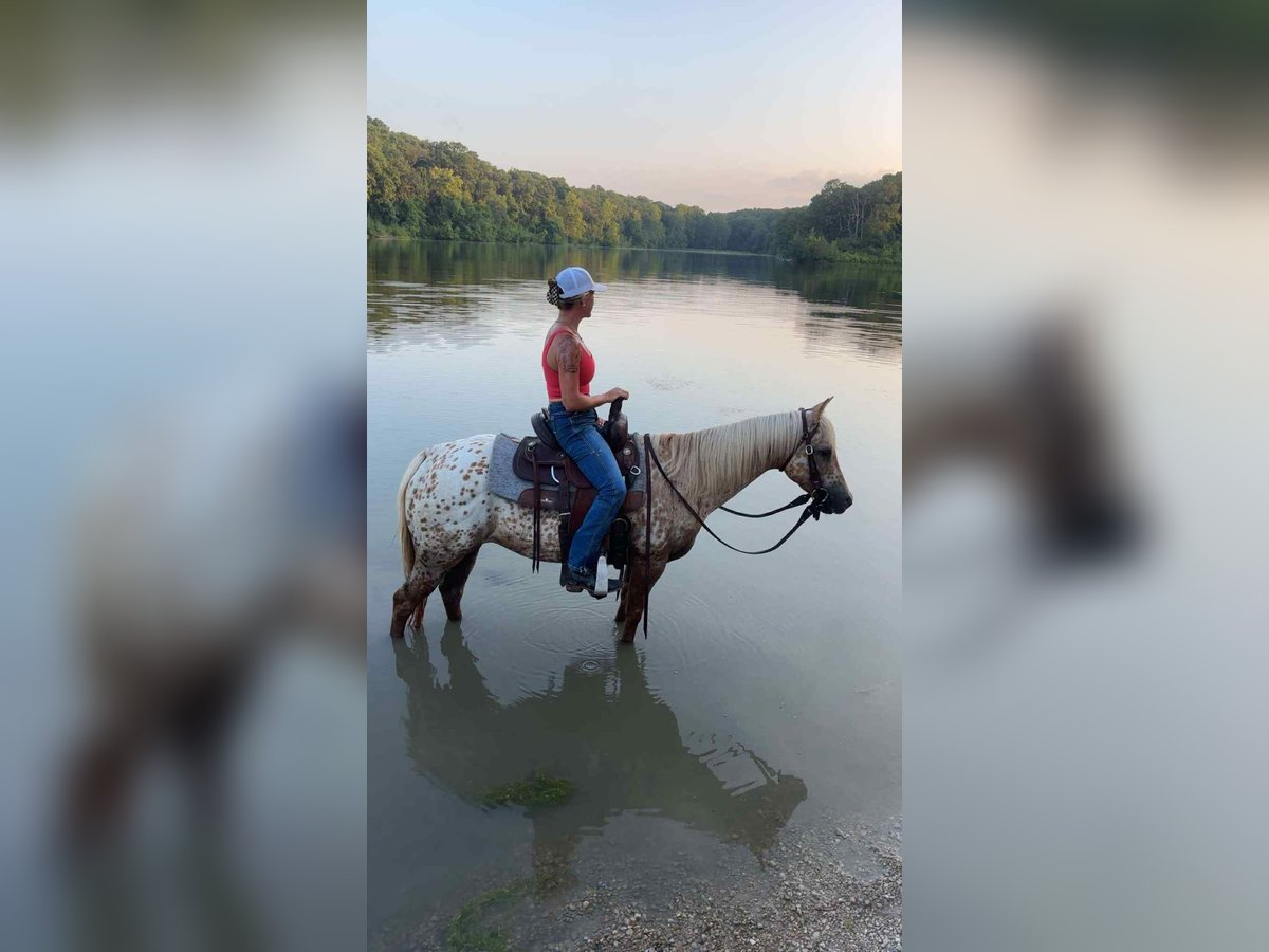 Appaloosa Merrie 7 Jaar 145 cm Palomino in Princeton MO
