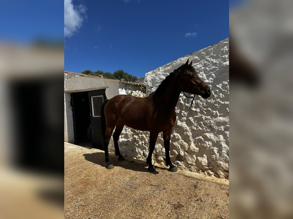 Appaloosa Mix Merrie 7 Jaar 150 cm Lichtbruin in Mesquida (Sa) (Platja)