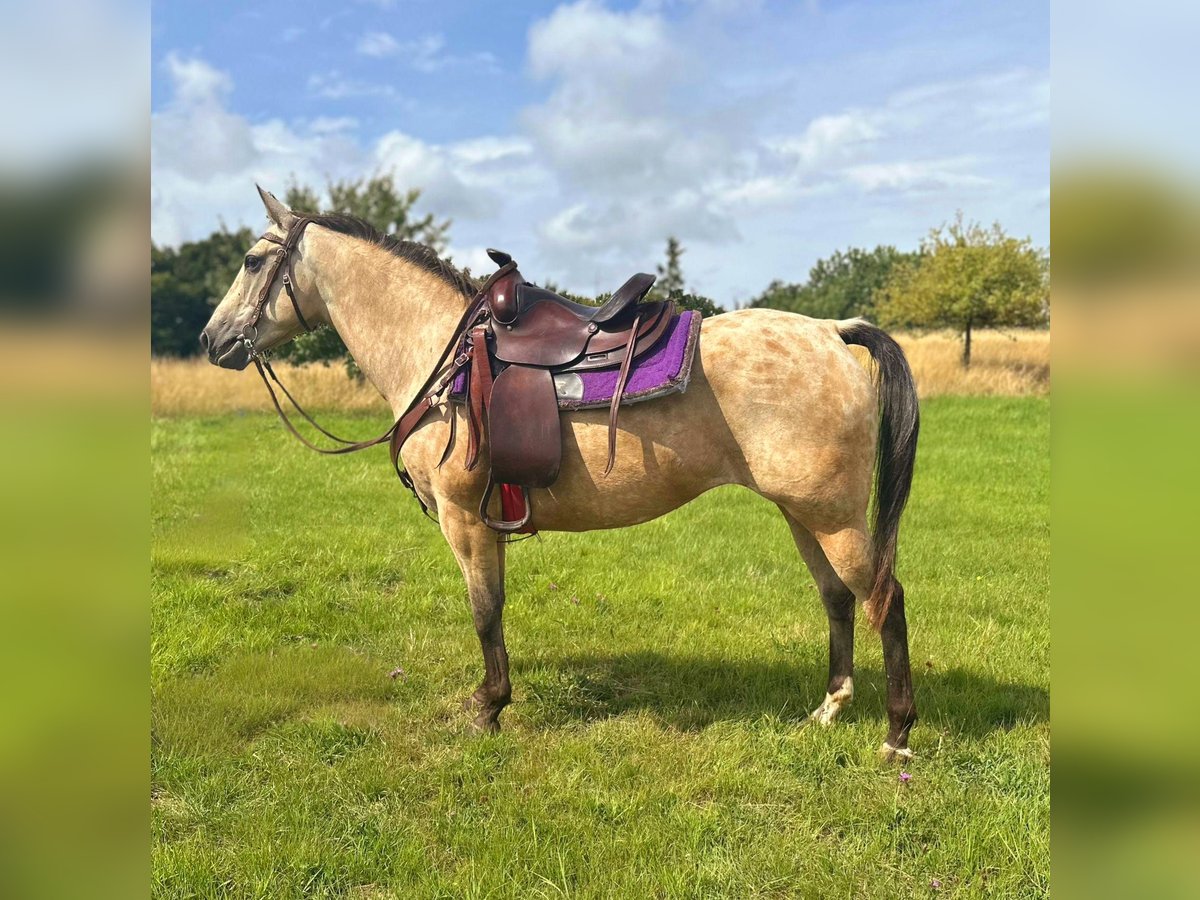 Appaloosa Merrie 8 Jaar 149 cm Buckskin in Blankenheim