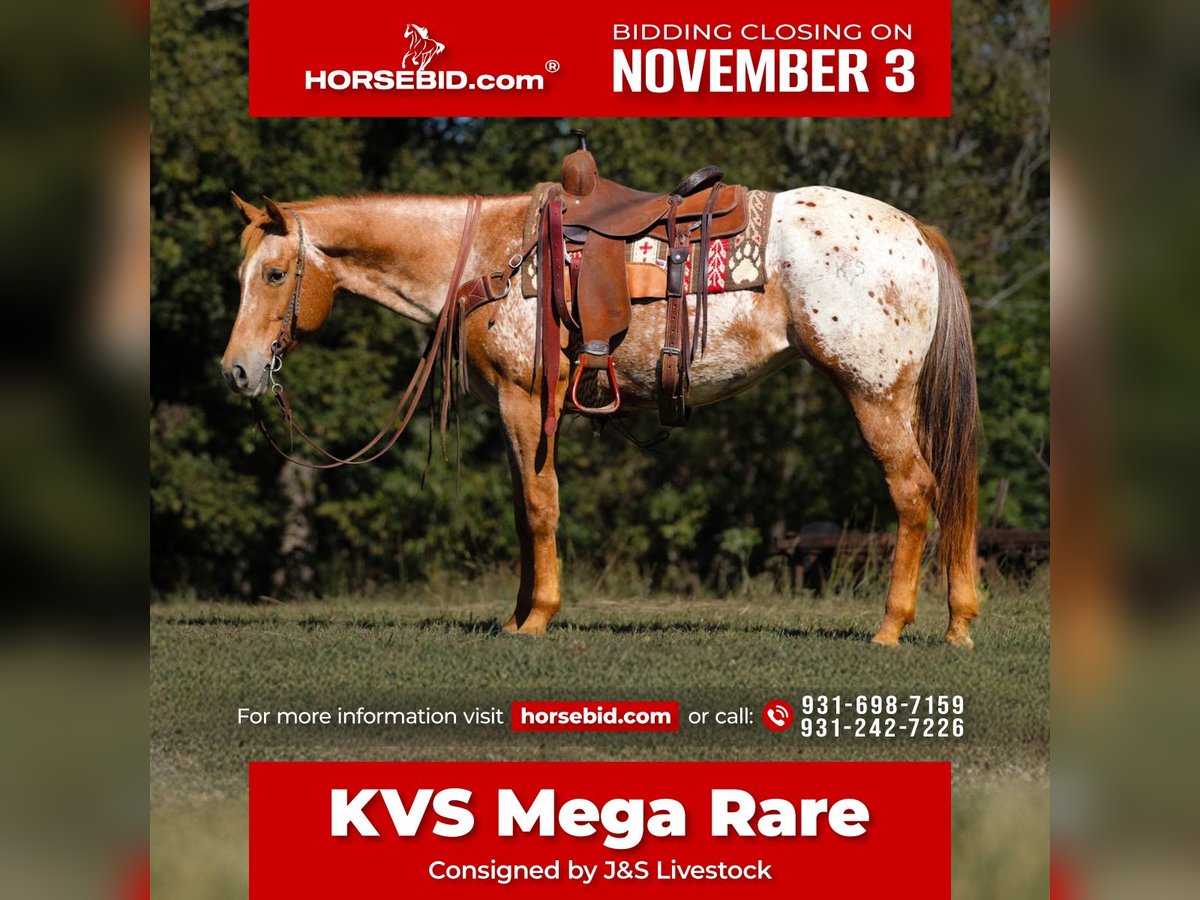 Appaloosa Merrie 8 Jaar 155 cm Donkere-vos in Santa Fe