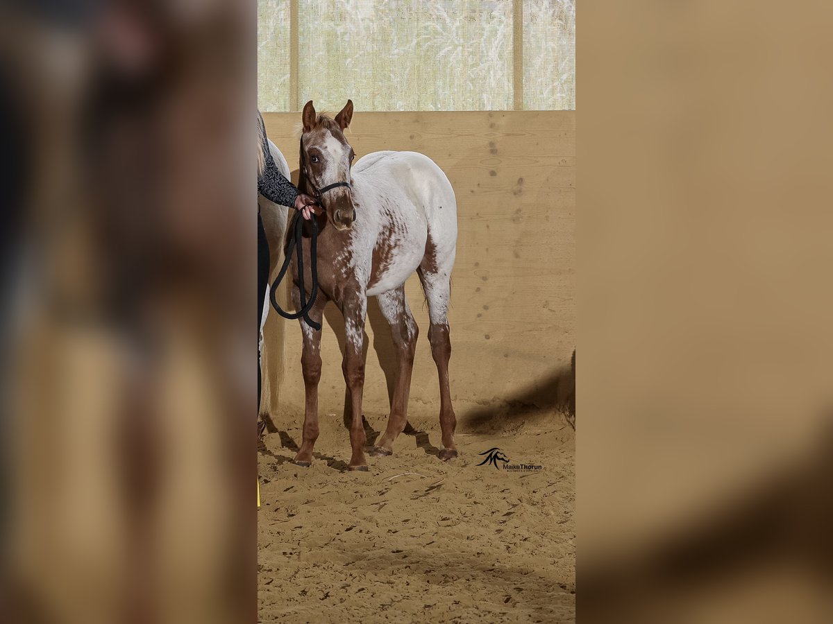 Appaloosa Merrie Veulen (04/2025) 153 cm in N&#xF6;rdlingen