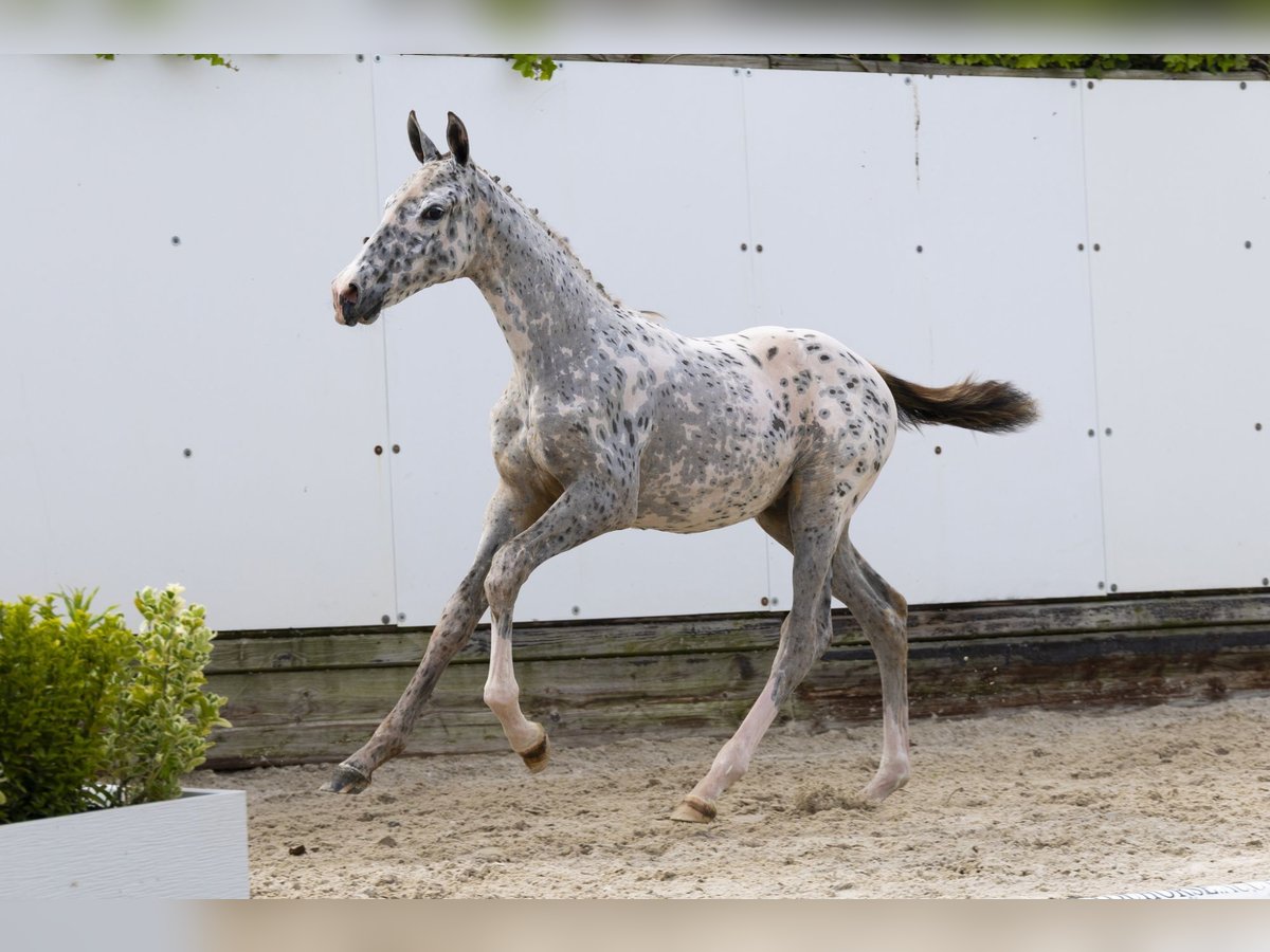Appaloosa Merrie  Appaloosa in Waddinxveen