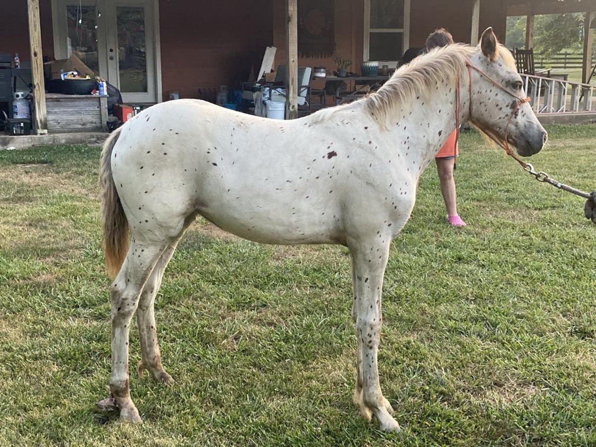 Appaloosa Merrie veulen (02/2024) Appaloosa in Lebanon