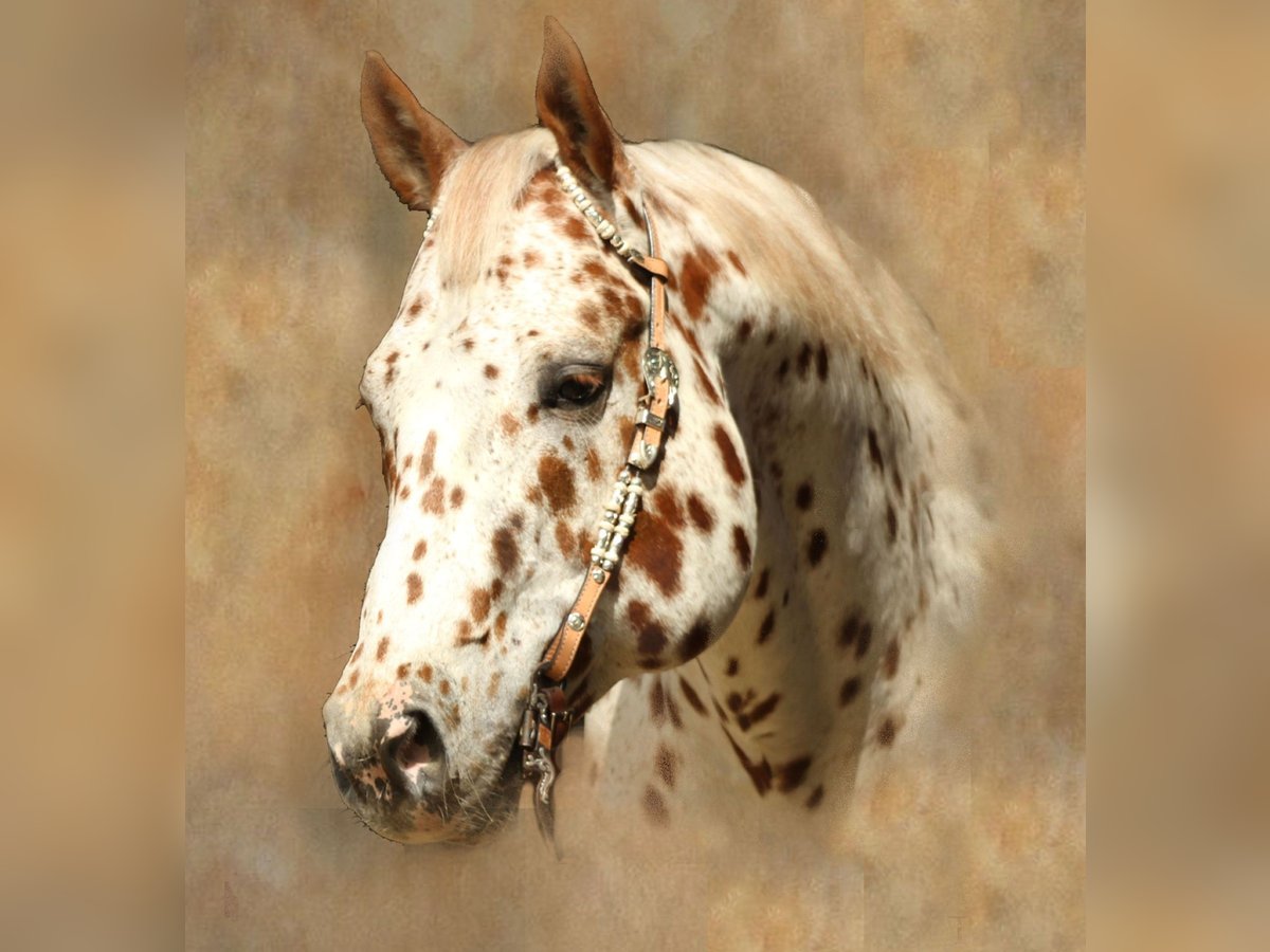 Appaloosa Ogier 14 lat 163 cm Tarantowata in Kirtorf