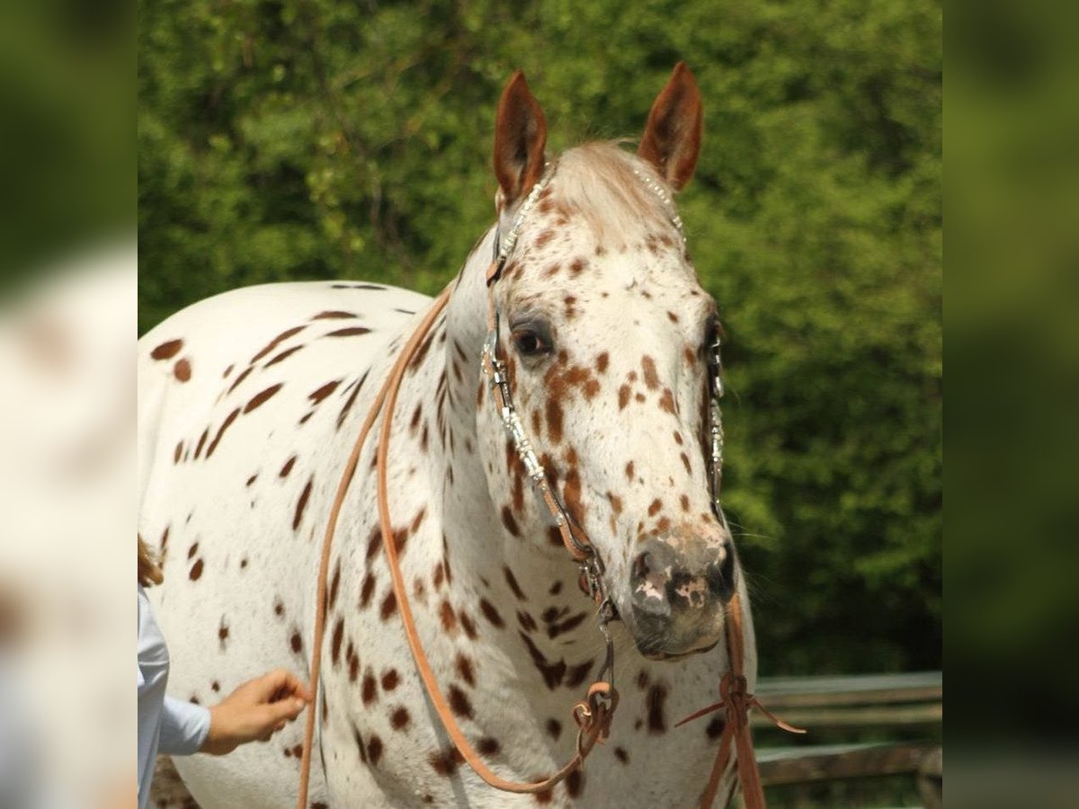 Appaloosa Ogier 14 lat 163 cm Tarantowata in Kirtorf