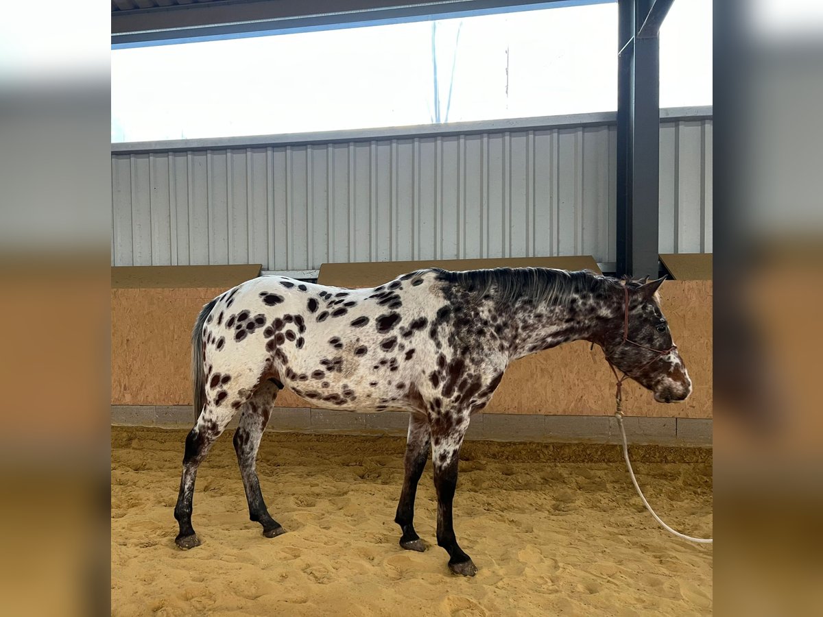 Appaloosa Mix Ogier Siwa w hreczce in Neustadt an der Orla