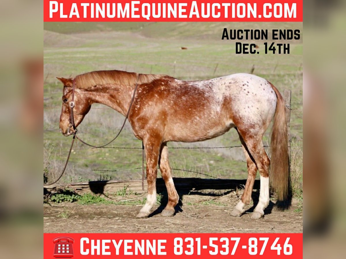 Appaloosa Ruin 10 Jaar 147 cm Roan-Red in Bitterwater CA