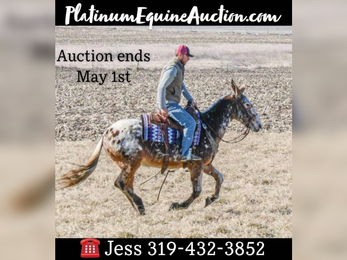 Appaloosa Ruin 12 Jaar Roodvos in Van Horn Iowa