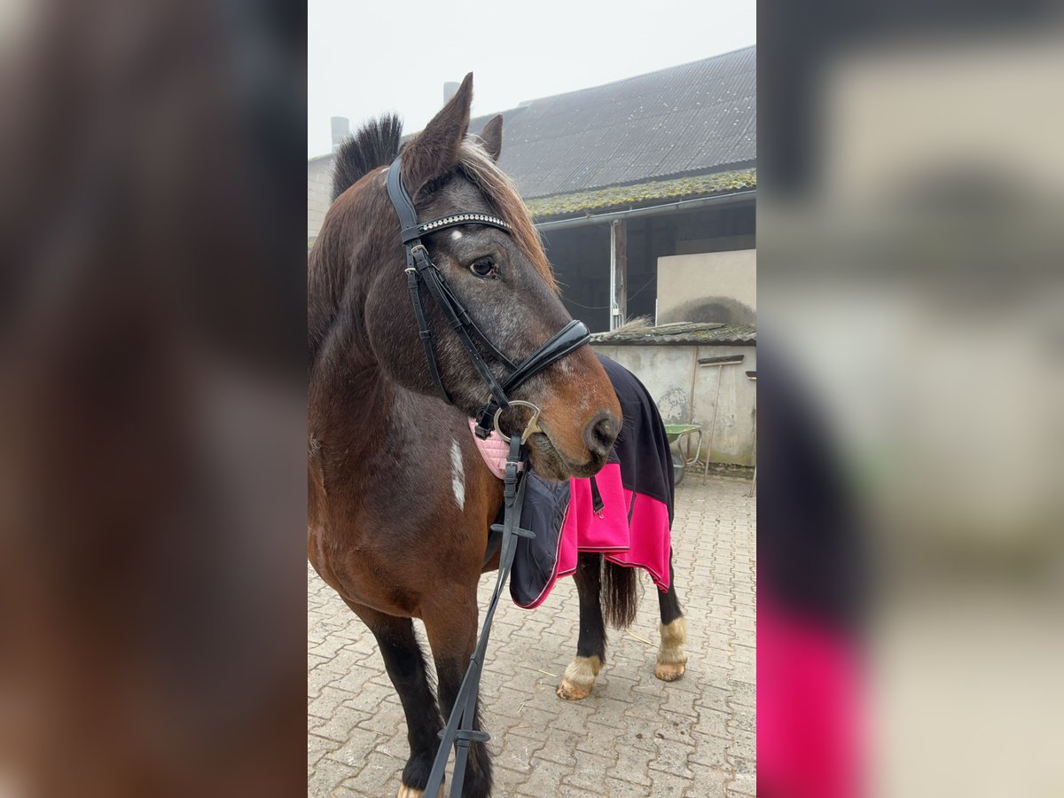 Appaloosa Mix Ruin 13 Jaar 160 cm Bruin in Birlenbach