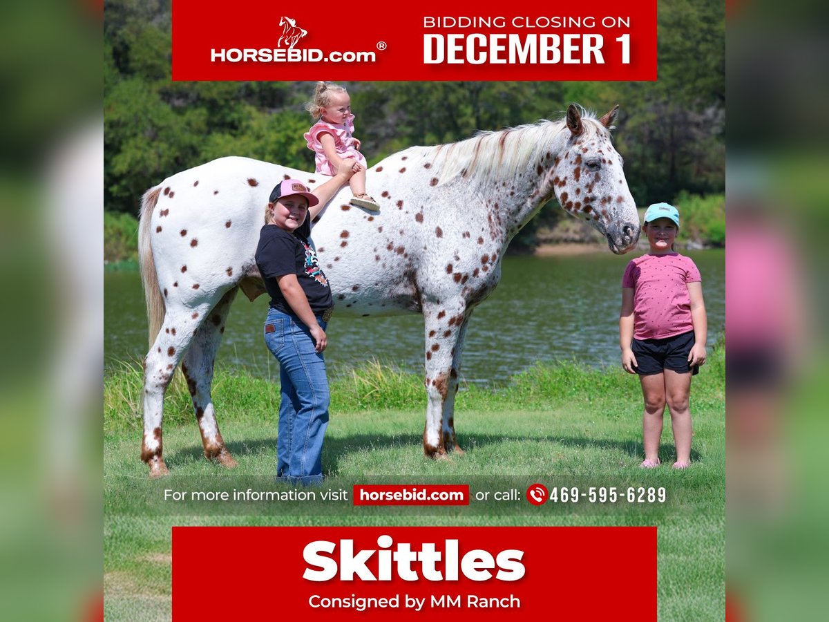 Appaloosa Ruin 15 Jaar 152 cm Donkere-vos in Forney