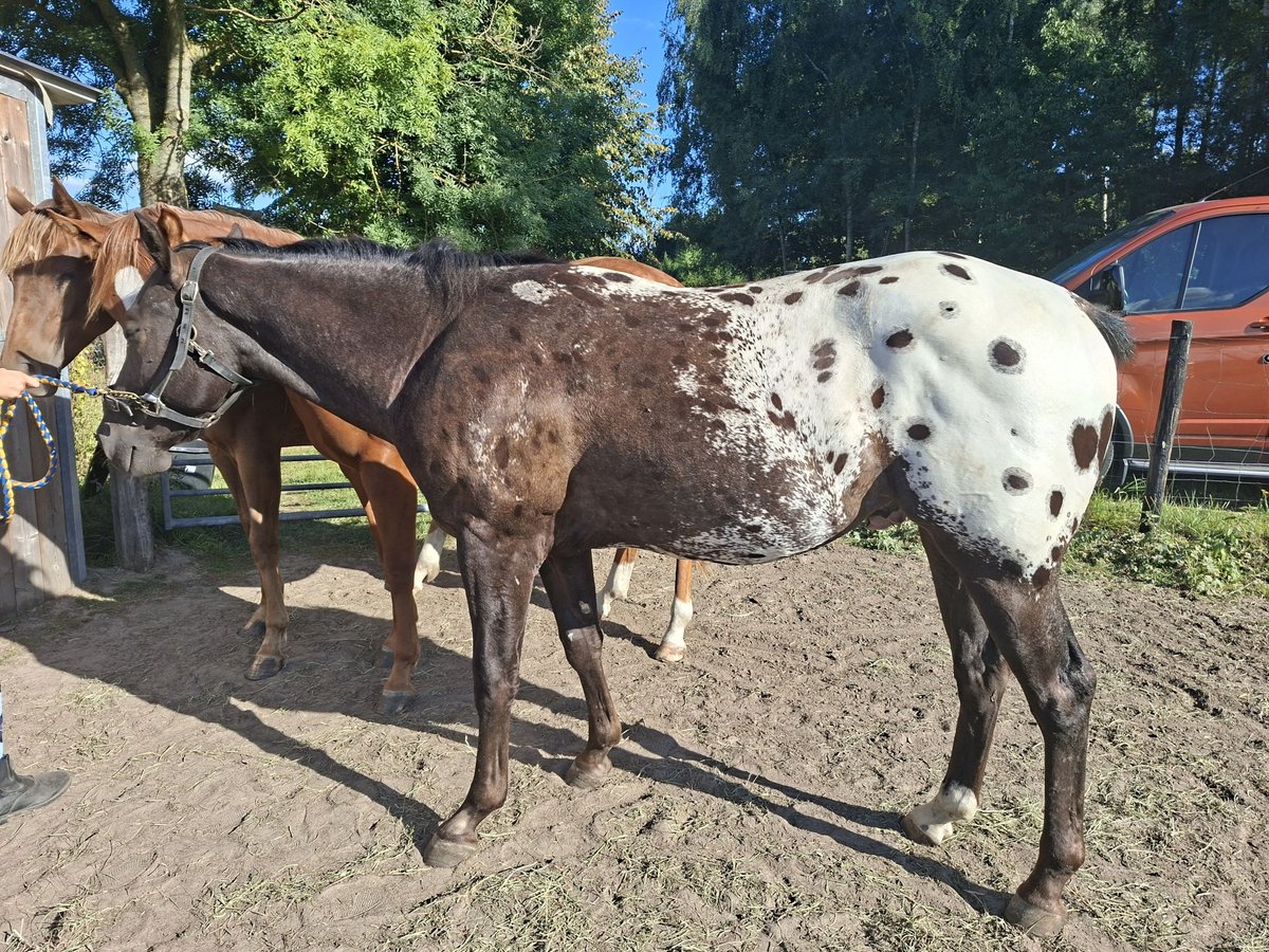 Appaloosa Ruin 2 Jaar 153 cm Zwartbruin in Boortmeerbeek