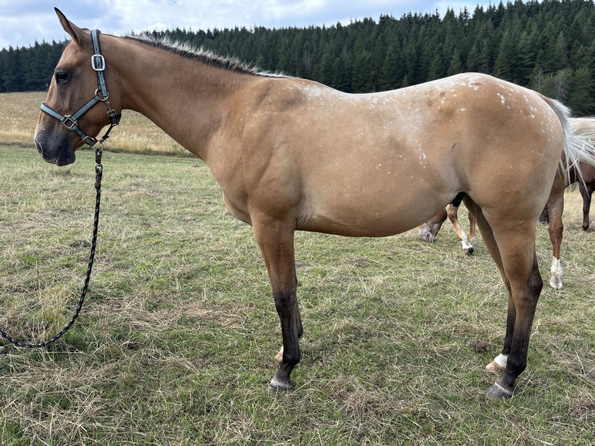 Appaloosa Ruin 2 Jaar 157 cm Red Dun in Heckenbach
