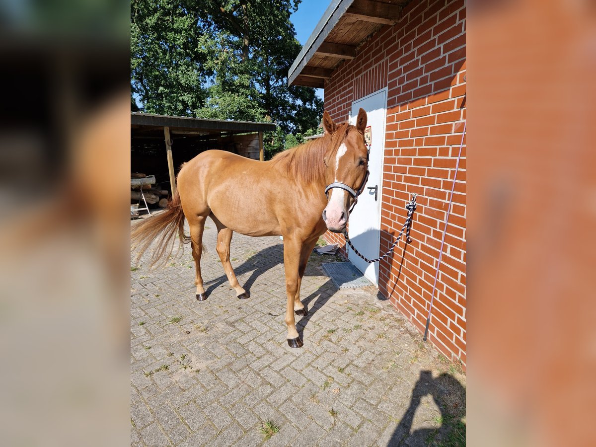 Appaloosa Ruin 3 Jaar 150 cm Vos in Martfeld