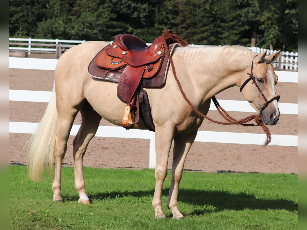 Appaloosa Ruin 3 Jaar 155 cm Palomino in Oberhausen