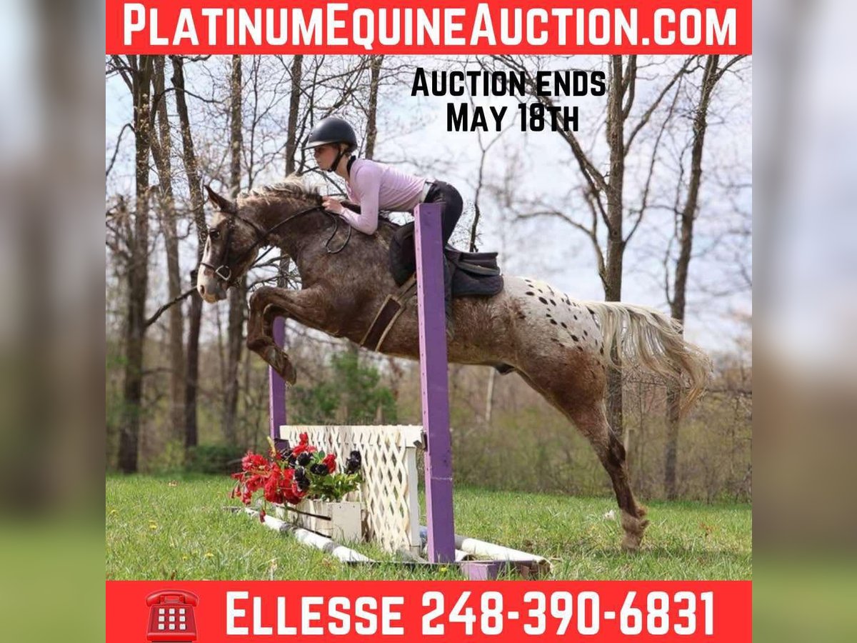 Appaloosa Ruin 4 Jaar 145 cm Roan-Bay in Howell, MI