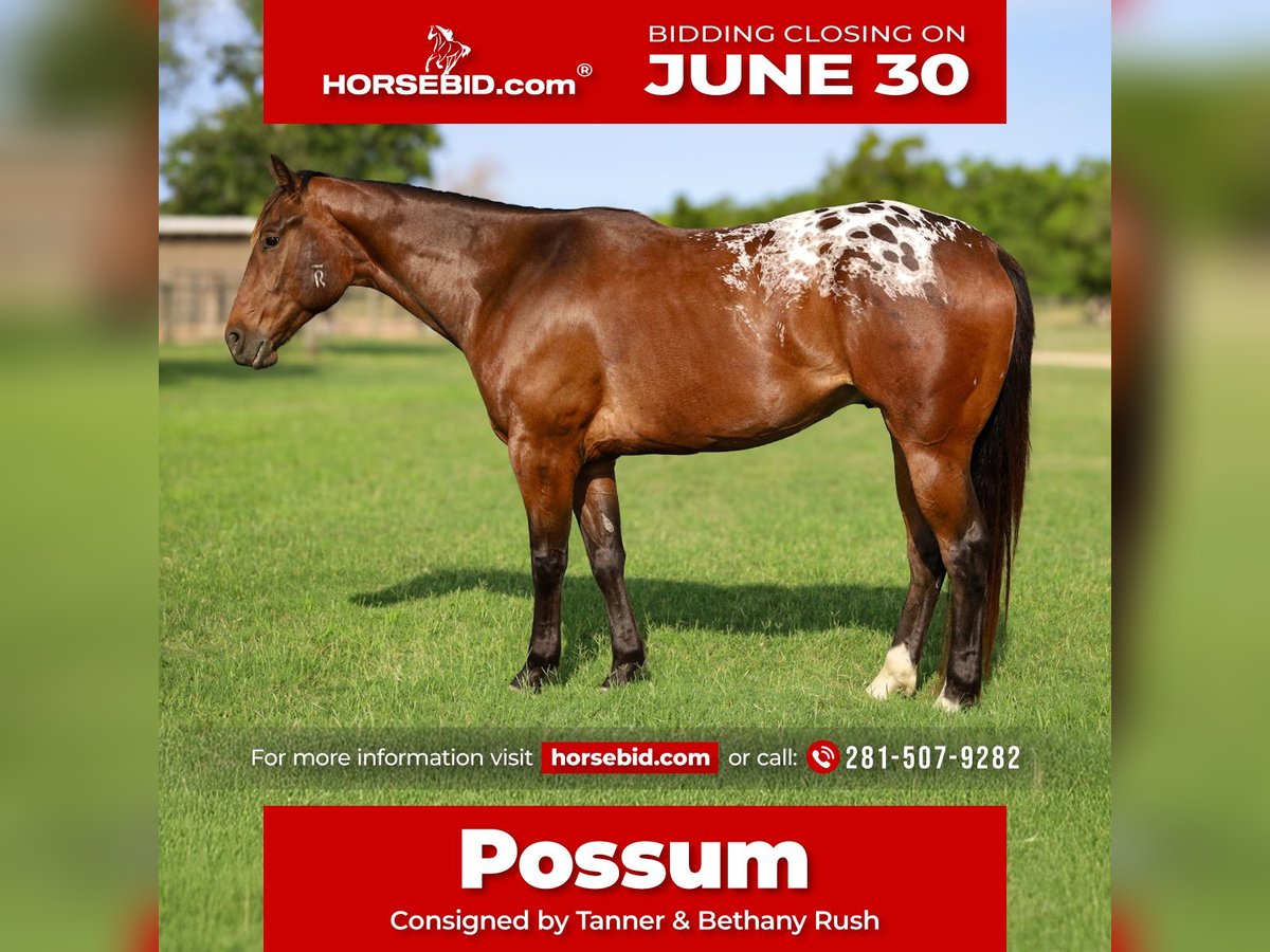 Appaloosa Ruin 4 Jaar 157 cm Roodbruin in Hockley, TX