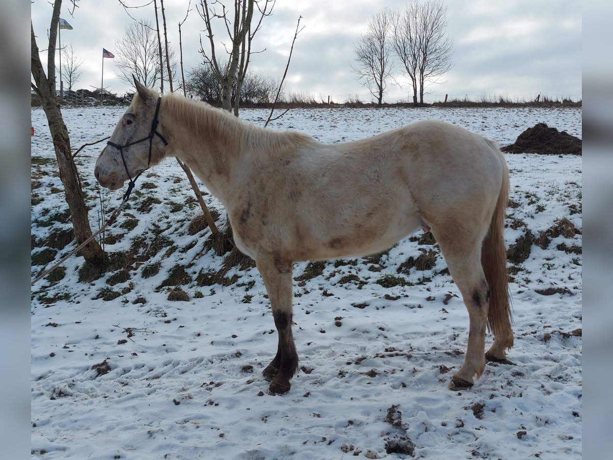 Appaloosa Ruin 5 Jaar in Lichtenau