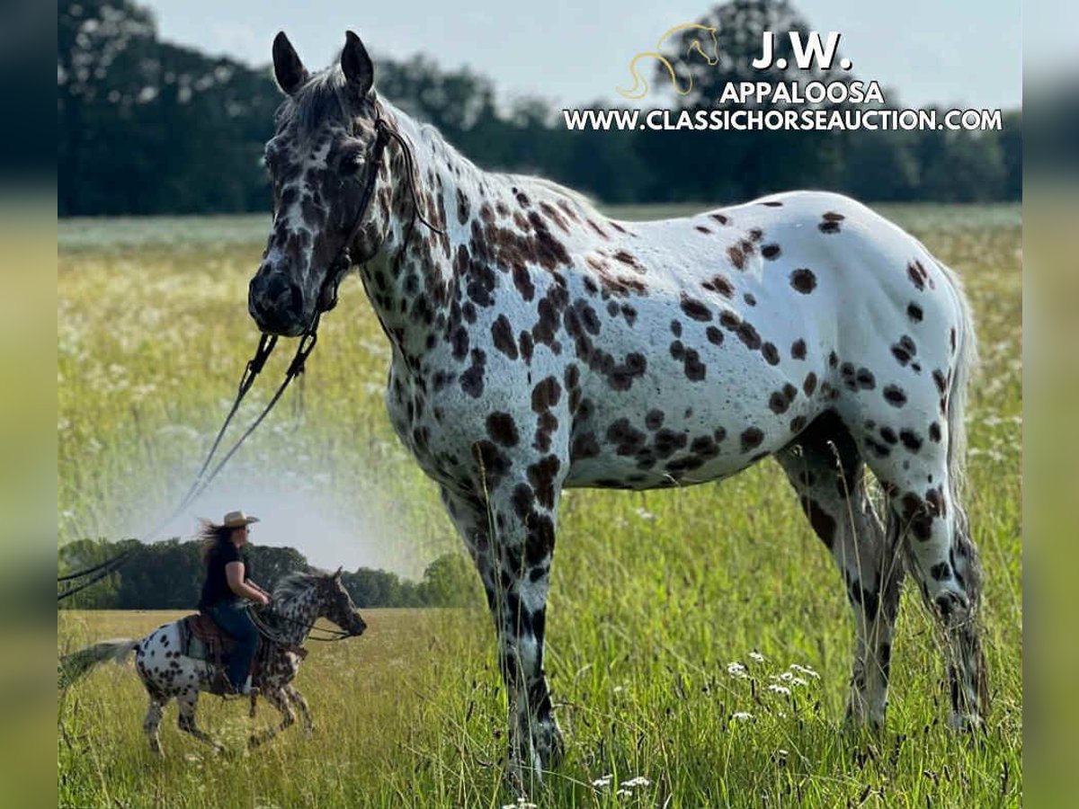 Appaloosa Ruin 7 Jaar 142 cm Roodbruin in Hohenwald, TN