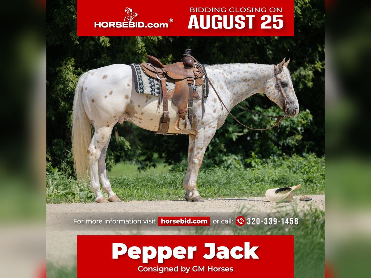 Appaloosa Ruin 7 Jaar 152 cm in Cannon Falls, MN